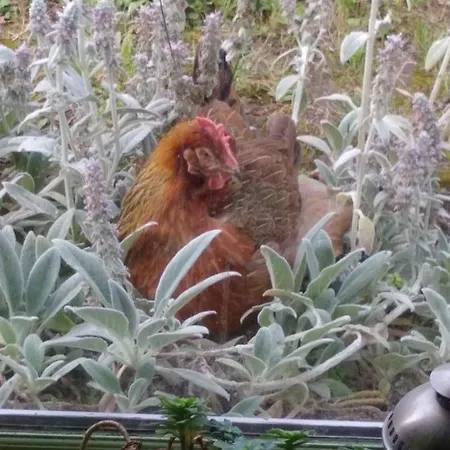 Oda ve Kahvaltı Loge & Broc 3*