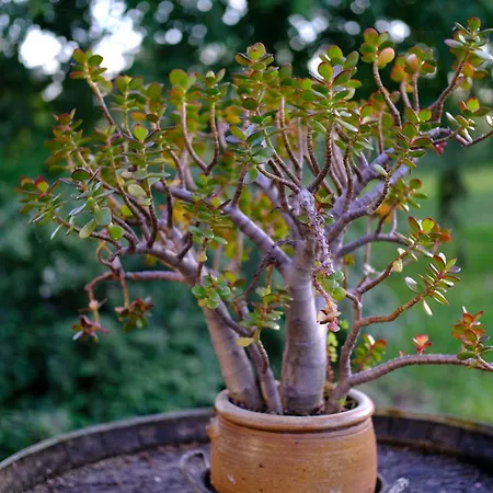 Loge & Broc 3* La Possonnière