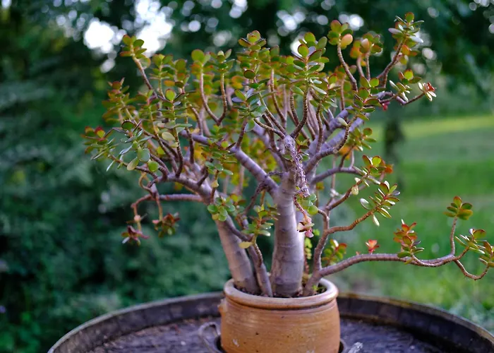 Loge & Broc 3* La Possonnière